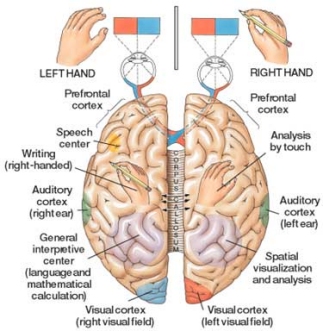 Brain Power Comparison between left-handed people and right-handed people